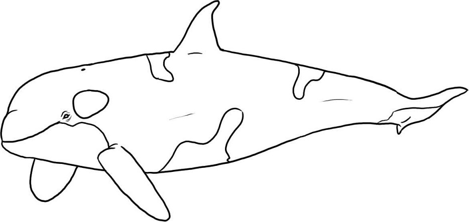 Detail Gambar Mewarnai Ikan Paus Nomer 50