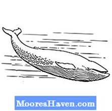 Detail Gambar Mewarnai Ikan Paus Nomer 55