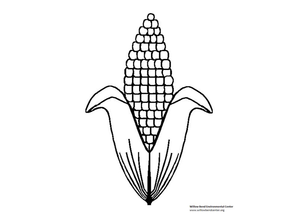 Detail Gambar Mewarnai Jagung Nomer 16