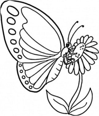 Detail Gambar Mewarnai Kupu Kupu Bunga Nomer 18