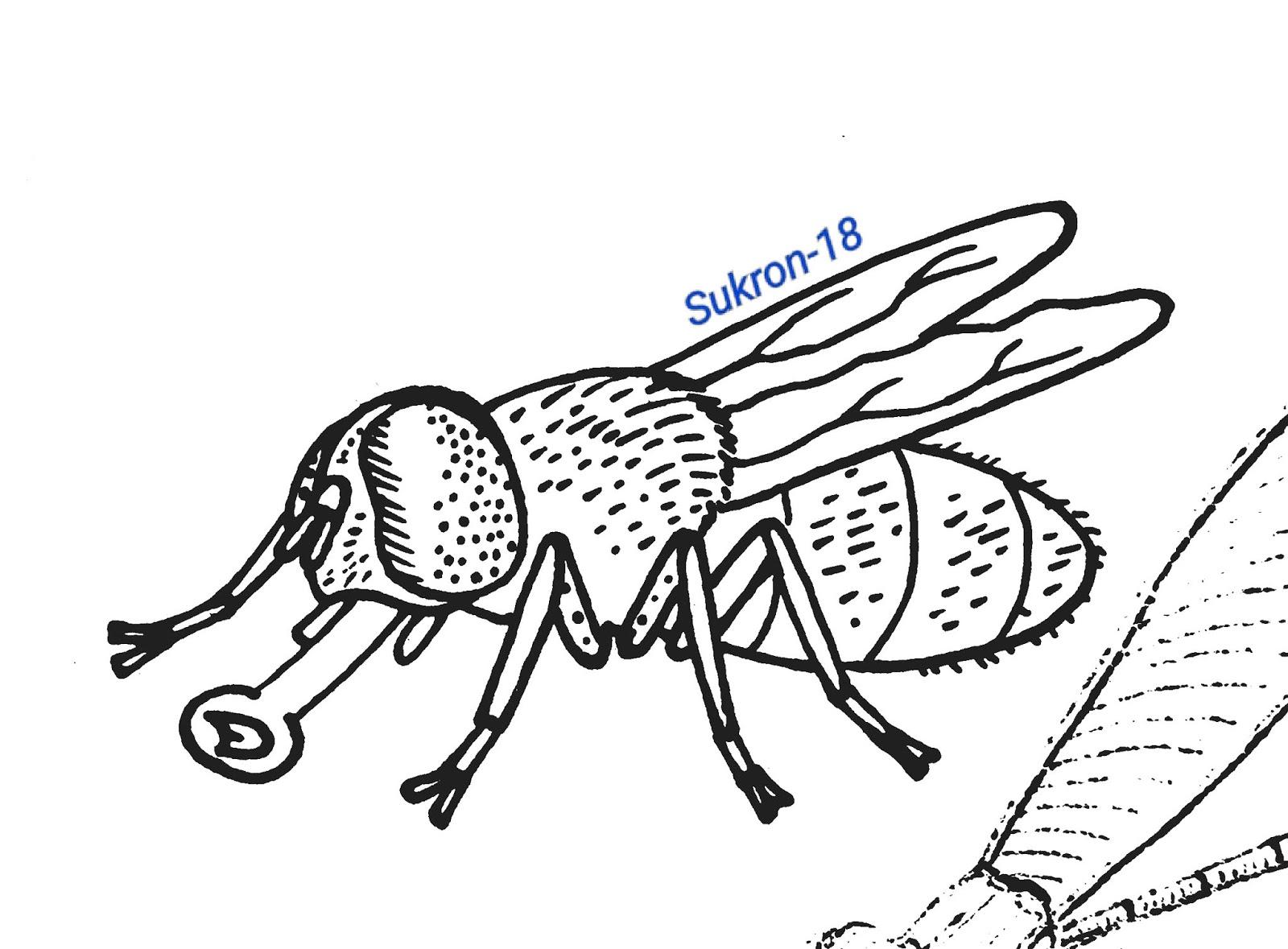 Detail Gambar Mewarnai Lalat Nomer 51