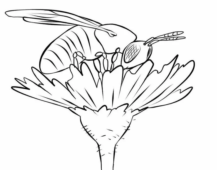 Detail Gambar Mewarnai Lebah Nomer 48