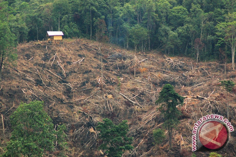 Detail Gambar Mewarnai Menebang Hutan Nomer 27