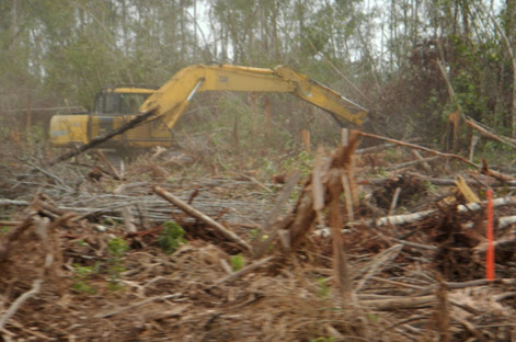 Detail Gambar Mewarnai Menebang Hutan Nomer 30