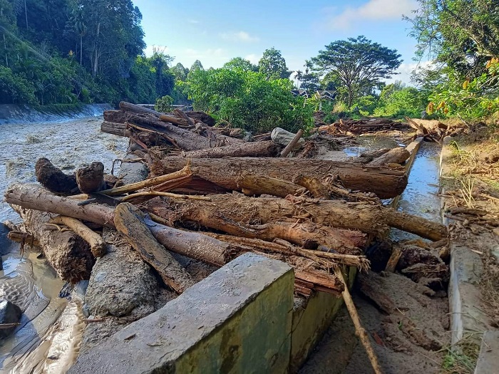 Detail Gambar Mewarnai Menebang Hutan Nomer 48