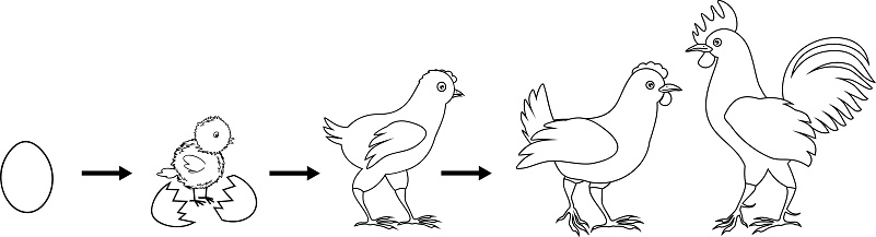 Gambar Mewarnai Pertumbuhan Ayam - KibrisPDR