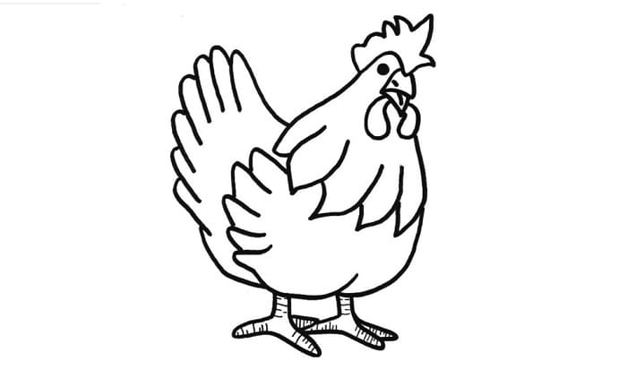 Detail Gambar Mewarnai Pertumbuhan Ayam Nomer 11
