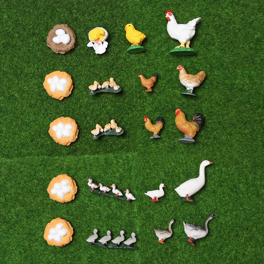 Detail Gambar Mewarnai Pertumbuhan Ayam Nomer 26