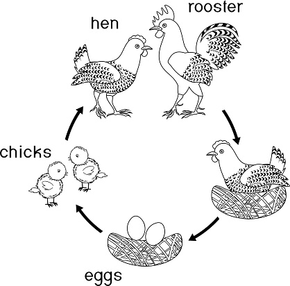 Detail Gambar Mewarnai Pertumbuhan Ayam Nomer 4