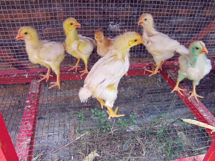 Detail Gambar Mewarnai Pertumbuhan Ayam Nomer 47