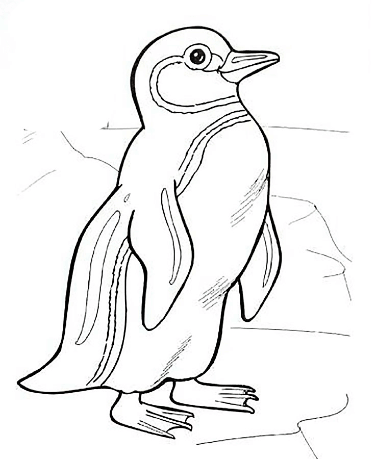Detail Gambar Mewarnai Pinguin Nomer 25
