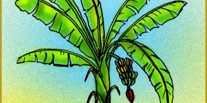 Detail Gambar Mewarnai Pohon Pisang Koleksi Nomer 7