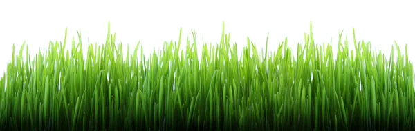 Detail Gambar Mewarnai Rumput Nomer 38