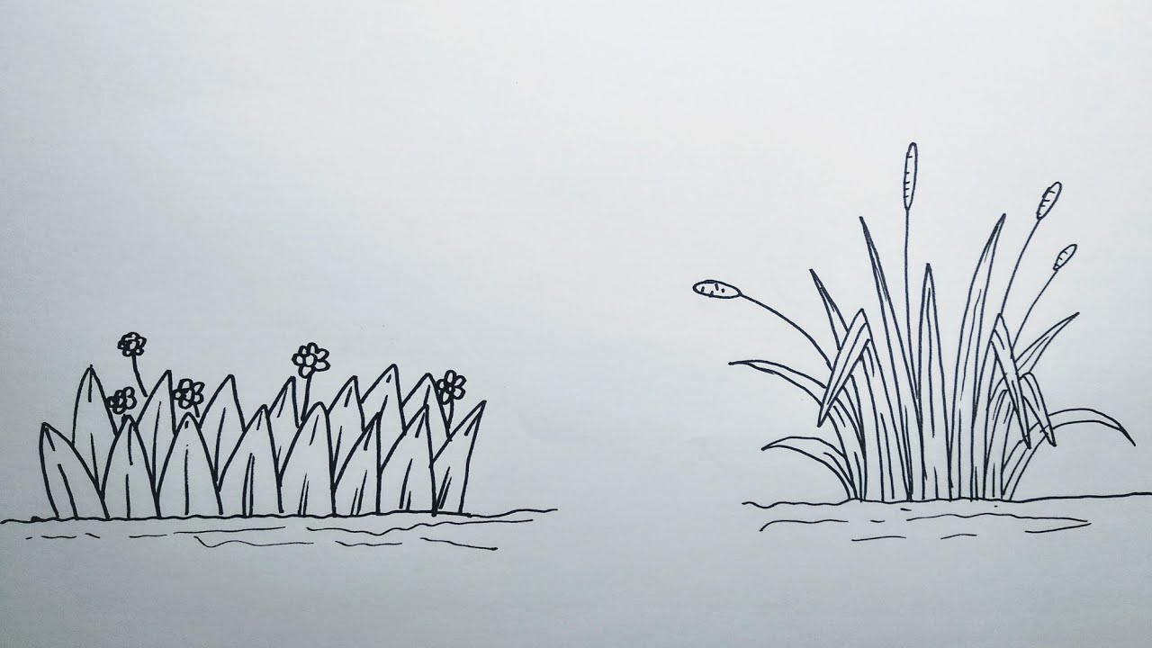 Detail Gambar Mewarnai Rumput Nomer 6