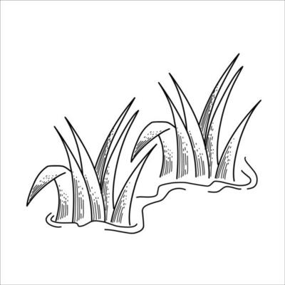 Detail Gambar Mewarnai Rumput Nomer 48