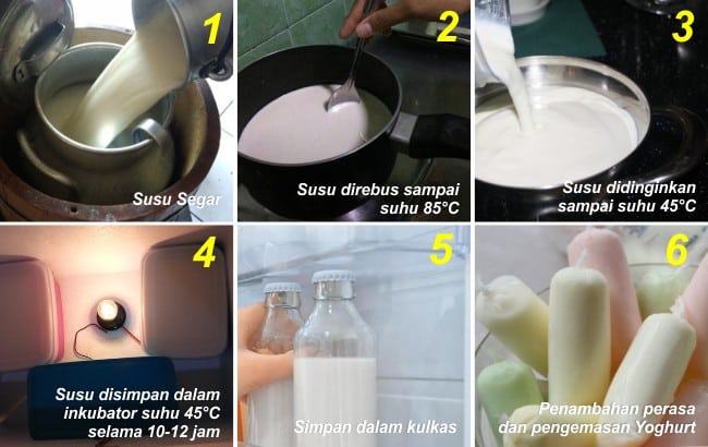 Detail Gambar Mikroorganisme Yoghurt Nomer 15