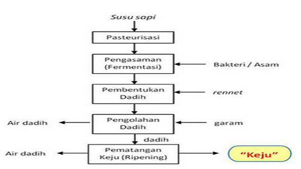 Detail Gambar Mikroorganisme Yoghurt Nomer 31