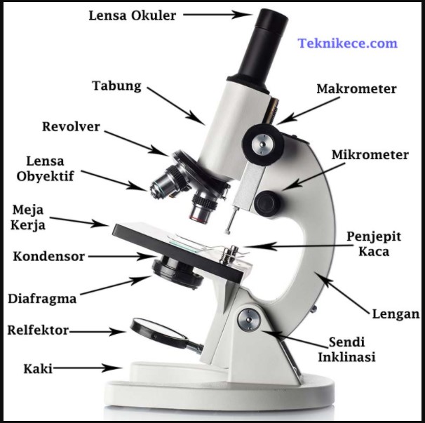 Detail Gambar Mikroskop Binokuler Dan Bagiannya Nomer 9