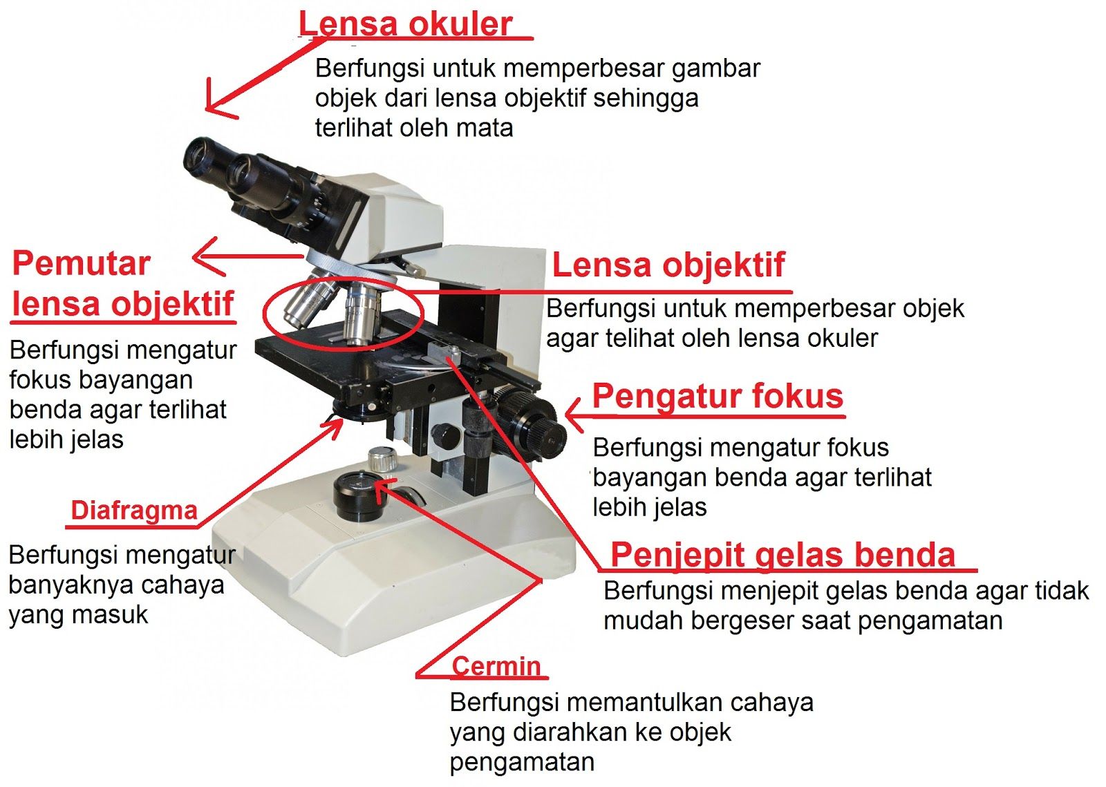 Detail Gambar Mikroskop Binokuler Dan Bagiannya Nomer 13