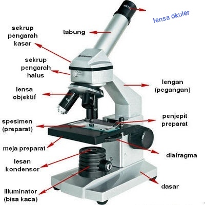 Detail Gambar Mikroskop Binokuler Dan Bagiannya Nomer 4