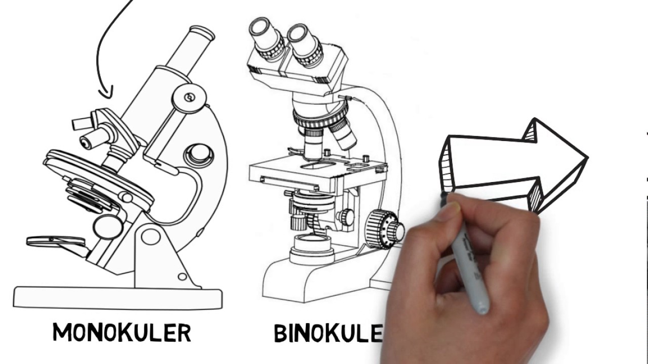 Detail Gambar Mikroskop Binokuler Dan Bagiannya Nomer 36