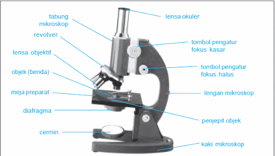 Detail Gambar Mikroskop Binokuler Dan Bagiannya Nomer 38