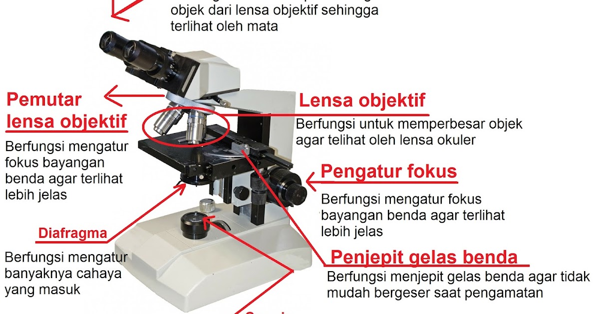Detail Gambar Mikroskop Binokuler Dan Bagiannya Nomer 44