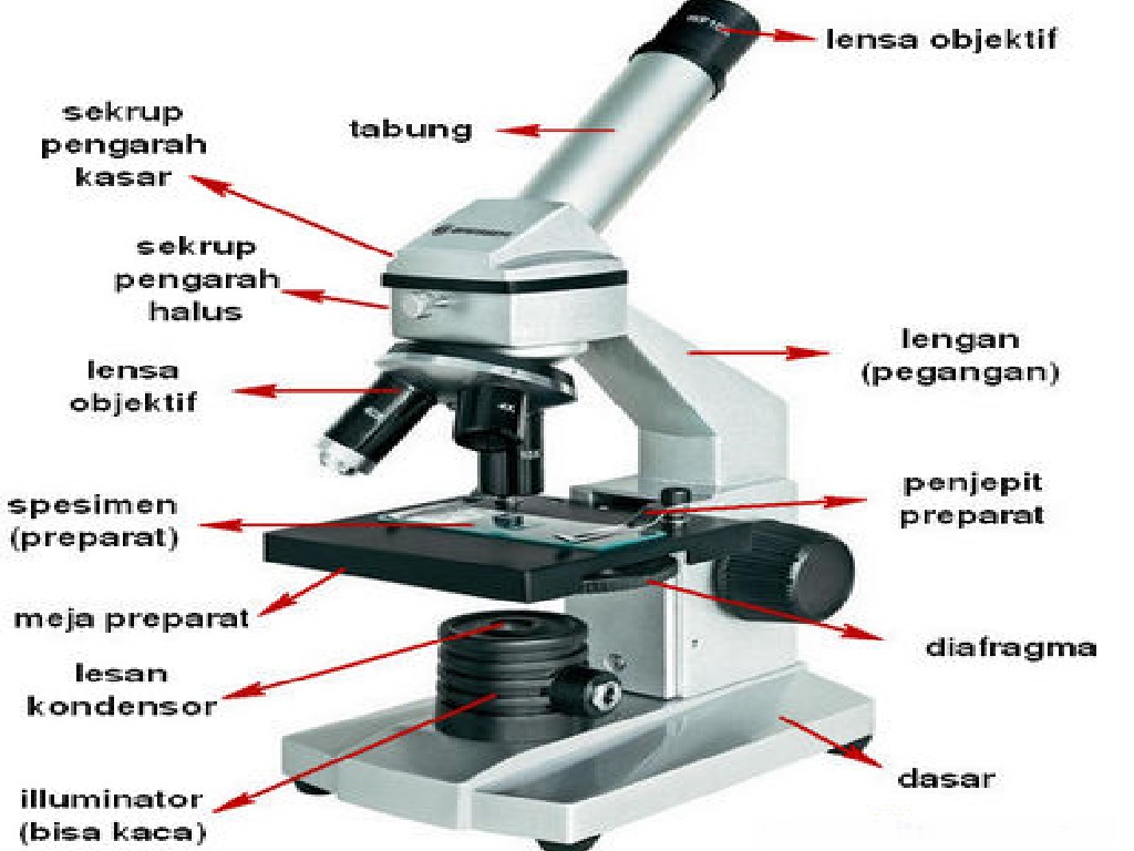 Detail Gambar Mikroskop Binokuler Dan Bagiannya Nomer 50