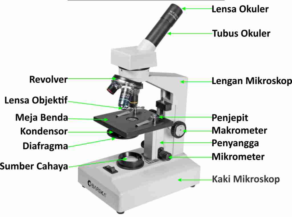 Detail Gambar Mikroskop Cahaya Nomer 14