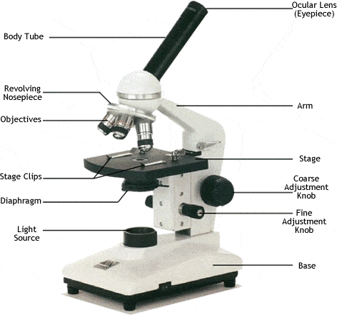 Detail Gambar Mikroskop Cahaya Nomer 16