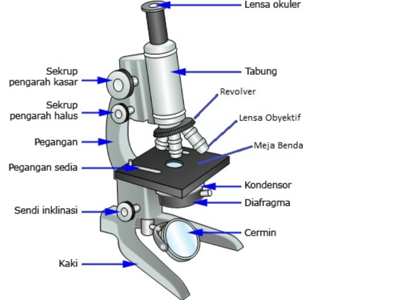 Detail Gambar Mikroskop Cahaya Nomer 5