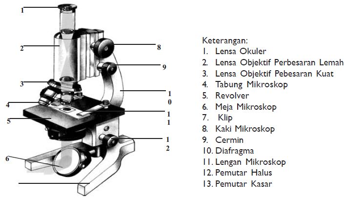 Detail Gambar Mikroskop Dan Bagian Bagiannya Nomer 13