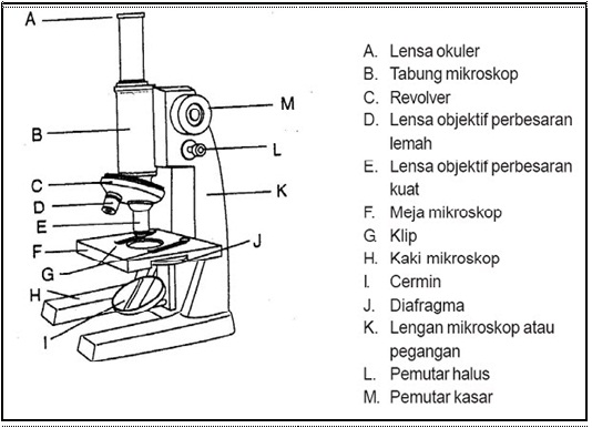 Detail Gambar Mikroskop Dan Bagian Bagiannya Nomer 18