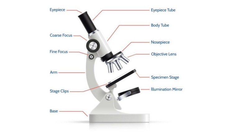 Detail Gambar Mikroskop Dan Bagian Bagiannya Nomer 3