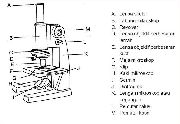 Detail Gambar Mikroskop Dan Bagian Bagiannya Nomer 4