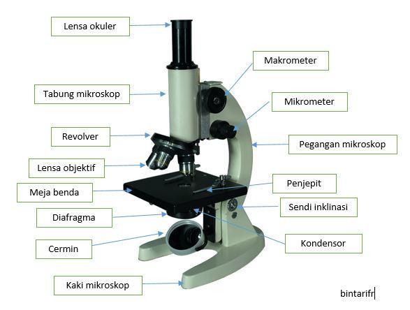 Detail Gambar Mikroskop Dan Bagian Bagiannya Nomer 34