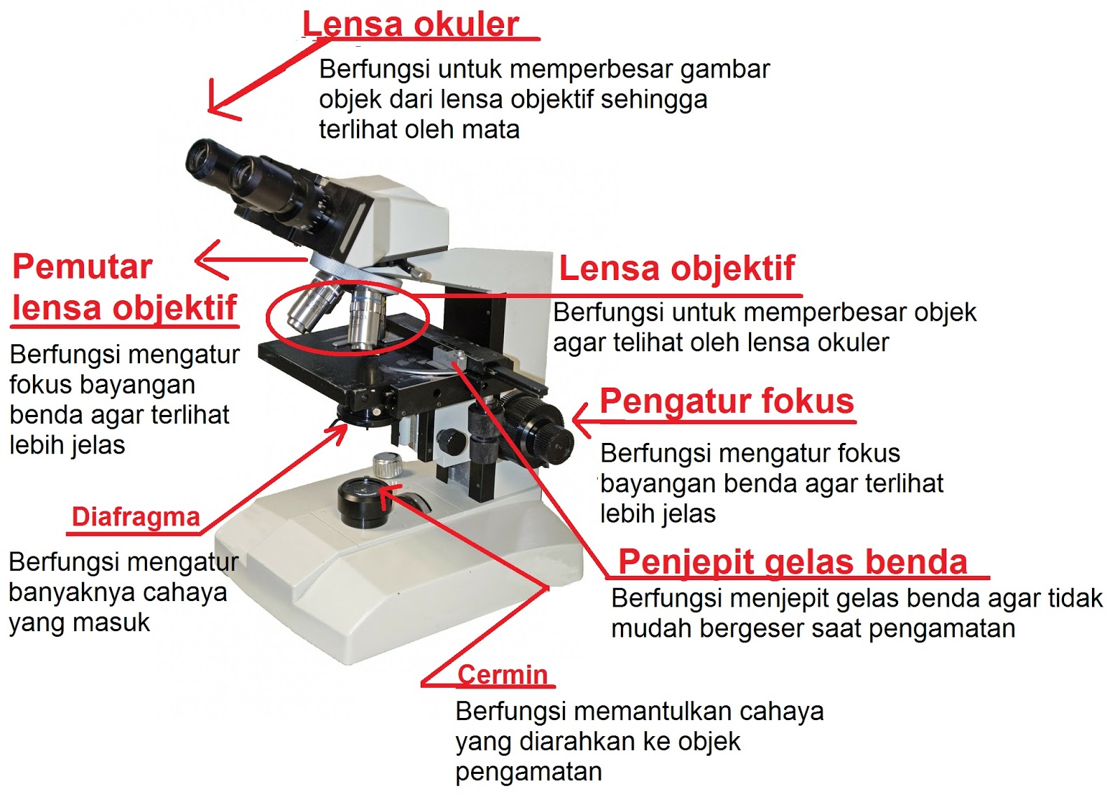 Detail Gambar Mikroskop Dan Bagian Bagiannya Nomer 41