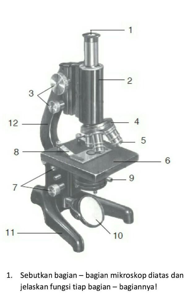 Detail Gambar Mikroskop Dan Bagian Bagiannya Nomer 47