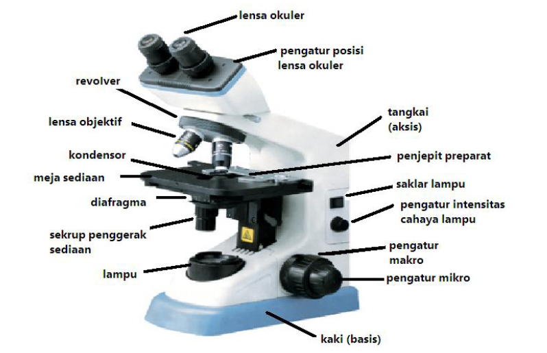 Detail Gambar Mikroskop Dan Bagian Bagiannya Nomer 52