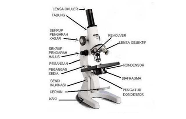Detail Gambar Mikroskop Dan Bagian Bagiannya Nomer 9