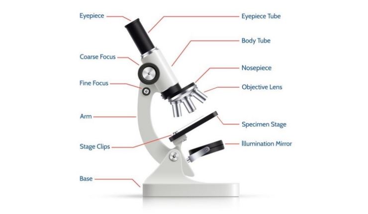 Detail Gambar Mikroskop Dan Bagiannya Nomer 3