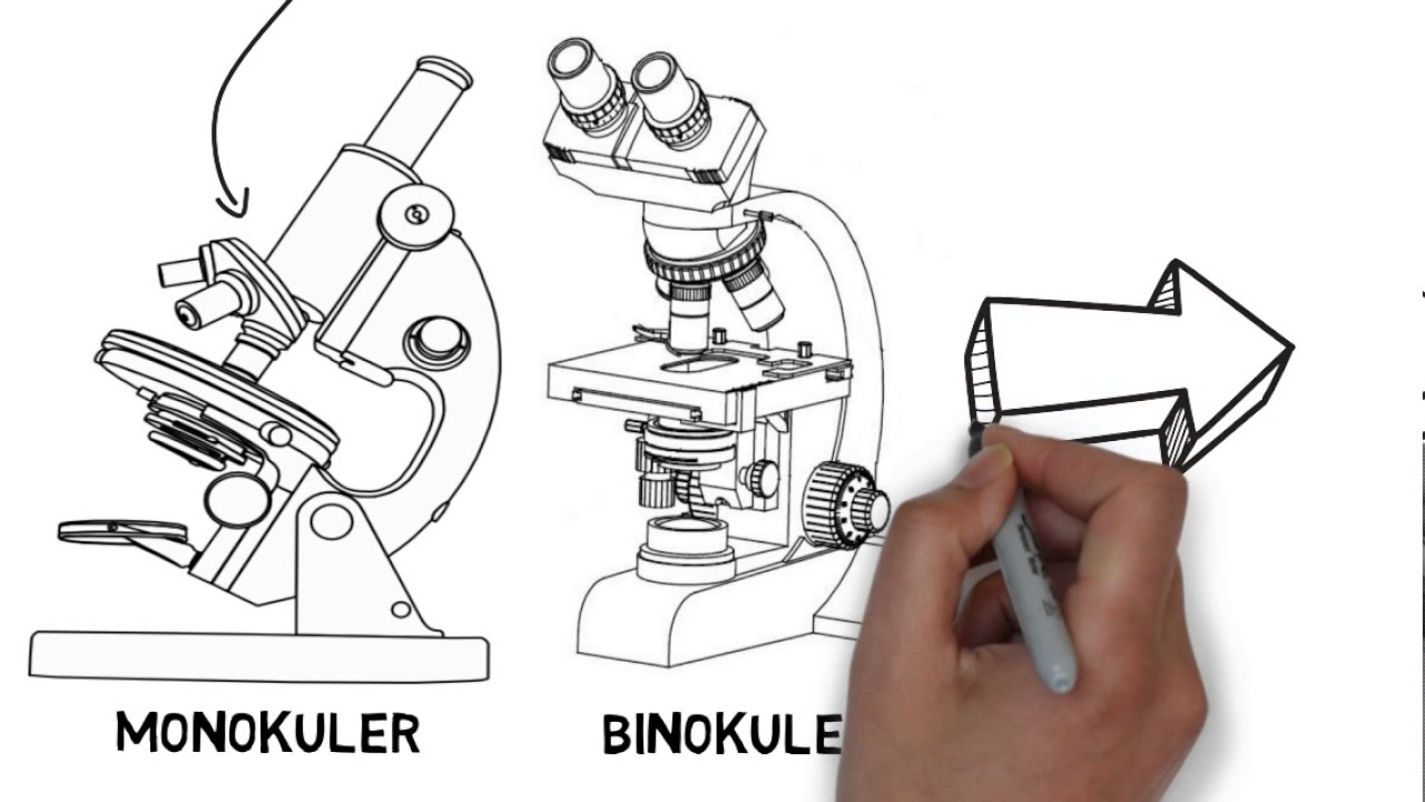 Detail Gambar Mikroskop Dan Bagiannya Nomer 50