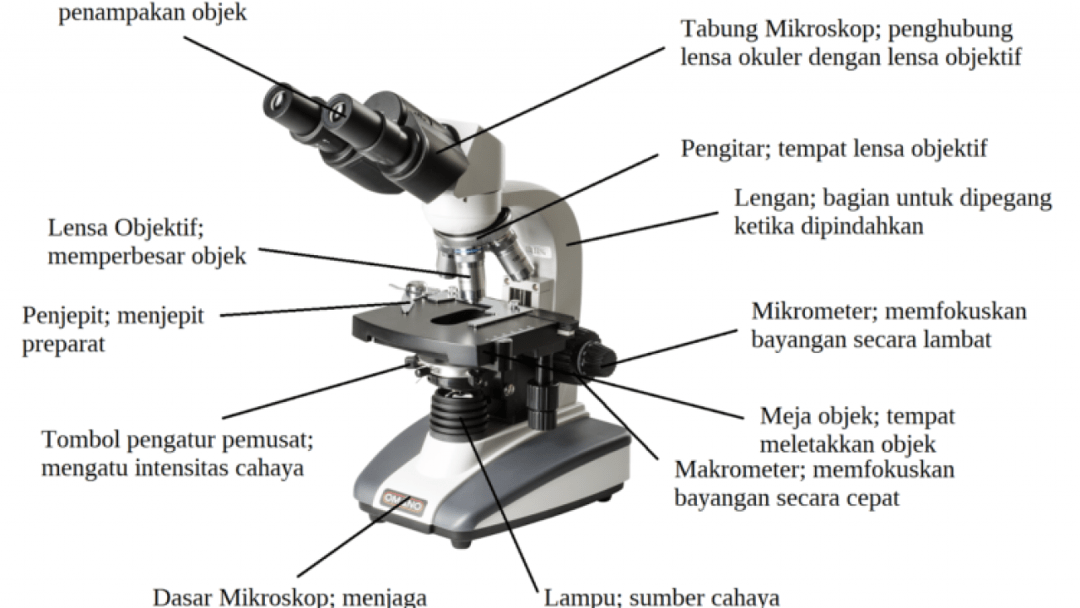 Detail Gambar Mikroskop Dan Keterangan Nomer 30