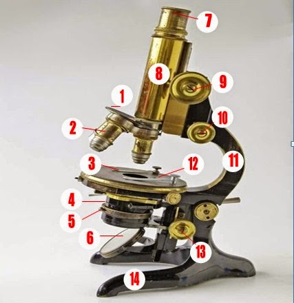 Detail Gambar Mikroskop Dan Keterangan Nomer 38