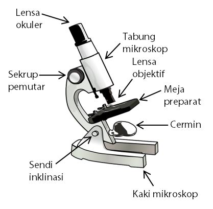 Detail Gambar Mikroskop Dan Keterangannya Nomer 14