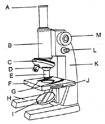 Detail Gambar Mikroskop Dan Keterangannya Nomer 17