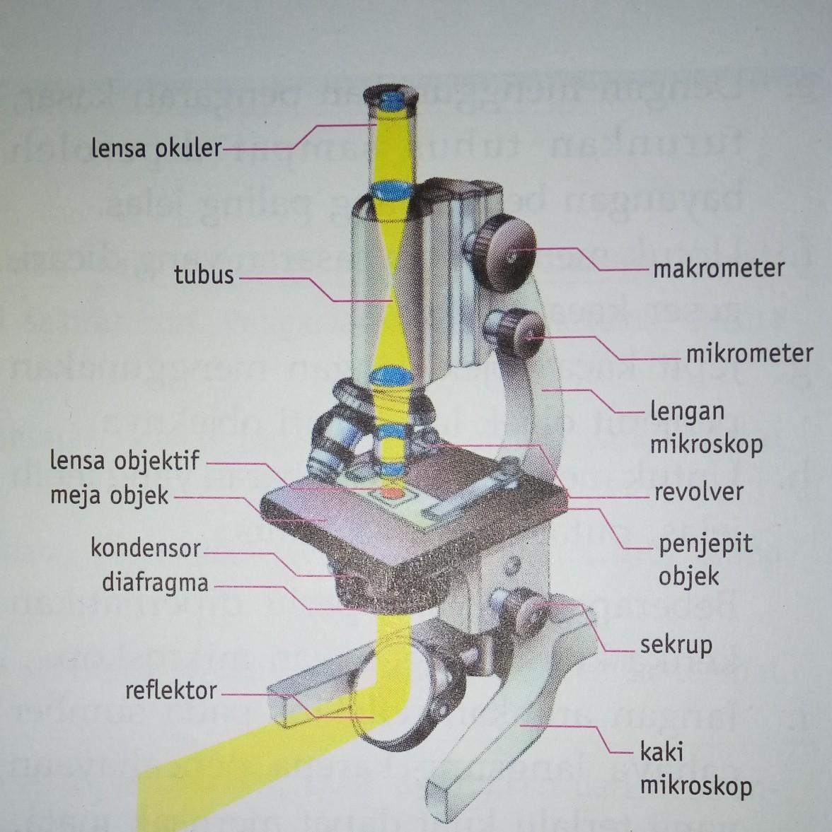 Detail Gambar Mikroskop Dan Keterangannya Nomer 53