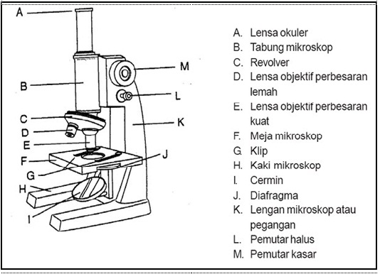 Detail Gambar Mikroskop Dan Keterangannya Nomer 10