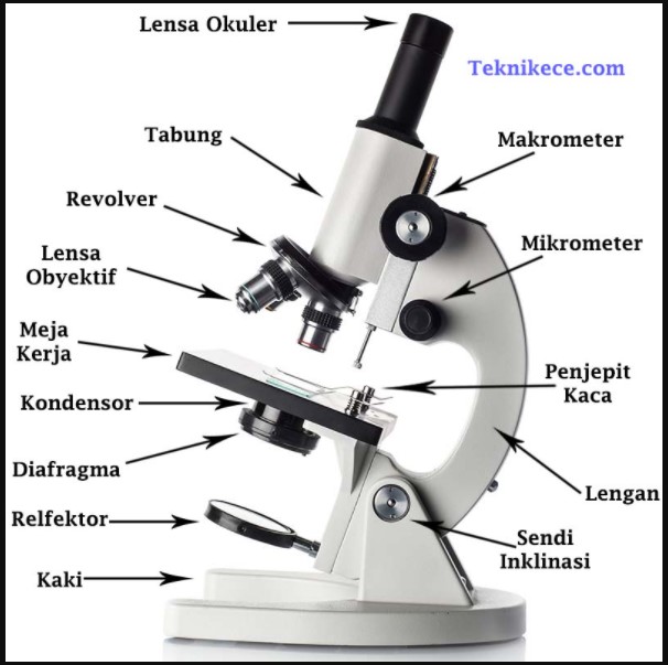 Detail Gambar Mikroskop Dan Penjelasan Nomer 2