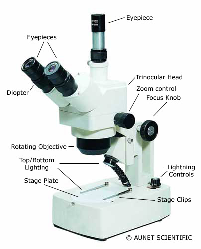 Detail Gambar Mikroskop Dan Penjelasan Nomer 49